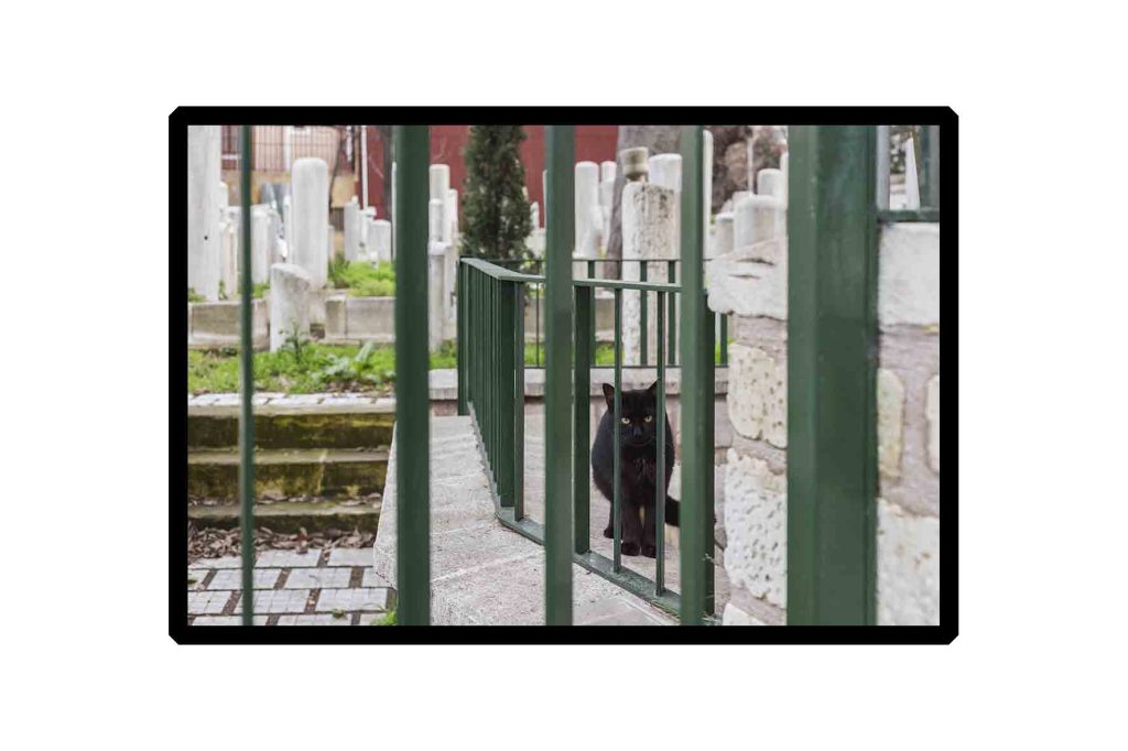 a cat in istanbul